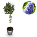 Stamm Pflanze Ceanothus impressus Victoria Lila Blüte ⌀19cm ↕90cm