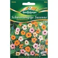 Schwarzäugige Susanne  Pastell Selektion für ca 5-8 Pflanzen Samen Saatgut Blume