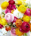 BALDUR Garten Blumenzwiebeln Gefüllte Ranunkeln, Schnittblume, winterhart, mehrjährig, pflegeleicht