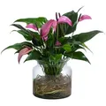 Dehner Zimmerpflanze Waterplant Flamingoblume, Anthurium Zizou, versch. Größen und Farben, pflegeleichte Wasserpflanze im Glas lila 35 cm