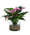 Dehner Waterplant Flamingoblume, Anthurium Zizou, Wasserpflanze im Glas, Ø 16 cm, Höhe 35 cm, Zimmerpflanze, lila