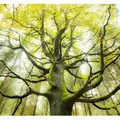 Komar Vliestapete Digitaldruck Vlies - Der Traumbaum - Größe 300 x 280 cm, glatt, bedruckt, (6 St), Wohnzimmer, Schlafzimmer grün