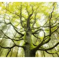 Xora Fototapete, Grün, Textil, Bäume, 300x280 cm, Tapeten & Wandverkleidungen, Fototapeten