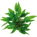 Dennerle Plants Aquariumpflanze Cryptocoryne Wendtii Grün