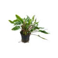 Cryptocoryne wendtii 'green' - grüner Wasserkelch Aquarienpflanze Dennerle 411