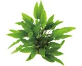 Grüner Wasserkelch - Cryptocoryne wendtii grün
