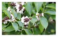 10x Pongamia pinnata Indische Buche Garten Pflanzen - Samen ID153