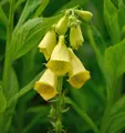Großblütiger Fingerhut - Digitalis grandiflora