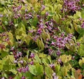 Elfenblume Rubinkrone - Epimedium grandiflorum