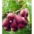 BALDUR Garten 2er Kiwi Ken's Red® (inkl. Befruchter), Pflanzen im 9x9 cm-Topf, Actinidia arguta, Kiwipflanze winterhart, mehrjährig, reiche Ernte...