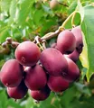 Kiwi Ken's Red inkl. Befruchter 2 Pflanzen Actinidia arguta Kiwipflanze