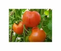 Stk - 10x Tomaten Fandango F1 Fleischtomate Gemüse Pflanzen - Samen F-S356 - Seeds & Plants Shop by Ipsa
