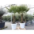 XXL Palme 230 cm | Stamm 80 cm | Trachycarpus fortunei winterhart inkl. Pflanzkübel weiß, Hanfpalme,