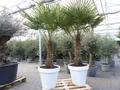 Palme 230 cm | Stamm 80 cm | Trachycarpus fort. inkl. Pflanzkübel weiß Hanfpalme