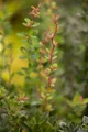 Pflanzen für Dich Gehölze Berberis bux. Nana, 1 St., Kleinblättrige Berberitze, Buchsblättrige Berberitze