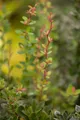 Berberis buxifolia 'Nana', Polster-Berberitze, kompakt, 15–20 cm