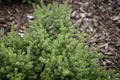 Podocarpus nivalis 30–40 cm – Immergrün, Winterhart, Pflegeleicht – Neuseeländische Steineibe – Ziergehölz für Kübel & Steingarten