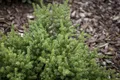 Pflanzen für Dich Konifere Podocarpus nivalis, 1 St., Schneepodocarpus, niedrigwachsend, immergrün