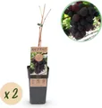 Green boutiQ - Obstpflanze - Vitis vinifera Vanessa - Weintraubenpflanze - Tafeltraube - Blaue Traube - 2 Pflanzen - Topf 15cm - Höhe 50cm