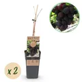 Obstpflanze - Vitis vinifera Vanessa - Weintraubenpflanze - Tafeltraube - Blaue