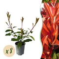 Heckenpflanzen Photnia fraseri Red Robin Blatt rot grün ⌀9cm ↕30-35cm