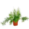 Exotenherz Zierspargel Asparagus Densiflorus Sprengeri Pflegeleichte Grünpflanze 12cm Topf