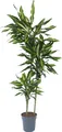 Drachenbaum - Dracaena fragrans 'Cintho' - Höhe 140-150cm - 24cm