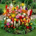 Blumenzwiebeln Mehrjährig Winterhart - Sommerblumen Budget Border Kollektion - 50 Zwiebeln - Echte Pflanzen aus Holland für Garten und Topf (große Knollen, kein Samen, nicht künstlich)