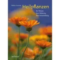 Heilpflanzen von Markus Sommer / Urachhaus/Geistesleben / Taschenbuch