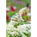 Astilbe x japonica 'Deutschland' - Garten-Prachtspiere 'Deutschland' - 9cm Topf
