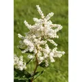 Astilbe x japonica 'Deutschland' - Garten-Prachtspiere 'Deutschland' - 9cm Topf