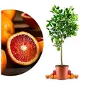 Meine Orangerie Obstpflanze Blutorangenbaum Citrus Sinensis 'Moro', echte Blutorange, professionell veredelter und fruchtreifer Zitrusbaum 26 cm