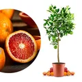 Blutorangenbaum Moro Grande - echte Blutorange - Zitruspflanze - Blood Orange - veredelter Apfelsinenbaum in Gärtner-Qualität (Moro, Grande)