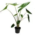 Exotenherz - Alocasia zebrina - Tiger-Pfeilblatt - 14cm Topf - 35-45cm hoch