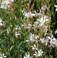 Prachtkerze - Gaura lindheimeri
