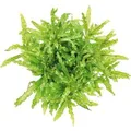 Dennerle Plants Aquariumpflanze Pogostemon Helferi