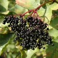 Schwarzer Holunder 125-150cm - Sambucus nigra