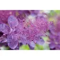 Cotinus Coggygria Royal Purple Perückenstrauch Purpurrot 80–100 cm