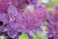 Cotinus coggygria 'Royal Purple' 80-100 cm – Winterhart, Mehrjährig, Pflegeleicht – Perückenstrauch – Zierstrauch für Garten & Beet