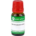 Rhus Toxicodendron LM 03 Dilution