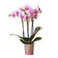 Exotenherz Zimmerpflanze Rosa Phalaenopsis Orchidee Mineral Rotterdam Topfgröße 9cm