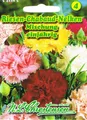 Riesen-Chabaud-Nelken Mischung Dianthus caryophyllus