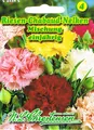 Riesen-Chabaud-Nelken Mischung, Dianthus  542285