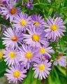 Pflanzen für Dich Staude Aster dumosus Mittelmeer, 1 St., Kissen-Aster, Herbstaster