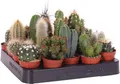 Mini Kakteen Set 10 Pflanzen 10–15 cm – Kaktus Zimmerpflanzen im Topf – pflegeleicht & dekorativ