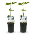 GreenboutiQ - Kletterpflanze - Clematis Madame Le Coultre - blühend weiß - Wenig Pflege - 2 Pflanzen - Topf 11cm Höhe 40cm