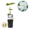 Kletterpflanze Clematis Madame Le Coultre blühend weiß ⌀11cm ↕40cm