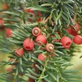 Heimische Eibe Gewöhnliche Eibe 50-60cm - Taxus baccata