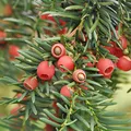 Heimische Eibe Gewöhnliche Eibe 50-60cm - Taxus baccata - lebende Gartenpflanze aus den Baumschulen