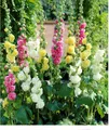 BALDUR Garten 3er Stockrosen-Malven-Mischung, Pflanzen im 9x9 cm-Topf, Alcea rosea 'Pleniflora', Gefüllt blühende Garten Stockrose, winterharte Staude, mehrjährig, Wasserbedarf gering, blühend